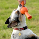 Illustration for article titled Treat-Dispensing Chew Toys That Fit Your Dogs Tennis Ball Launcher